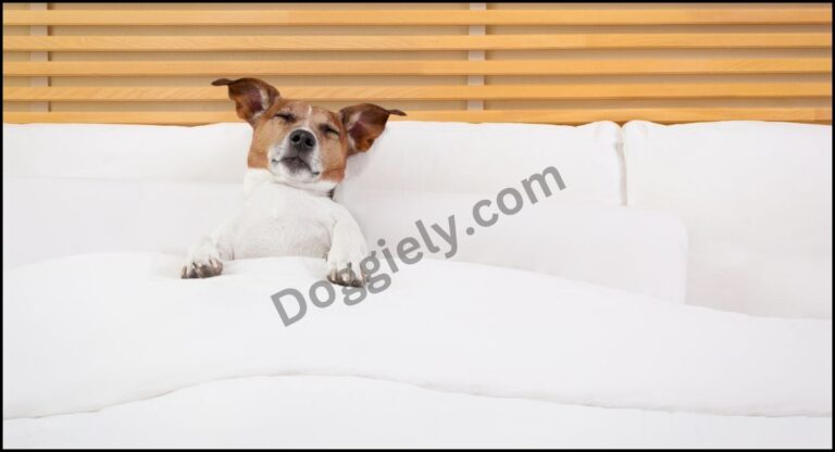7 Best Dog Beds For Nesters In 2024