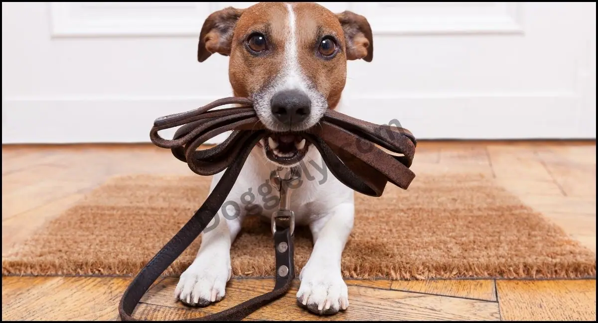 Best Dog Leash For Big Dogs