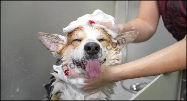 Best Lice Shampoo For Dogs In 2024