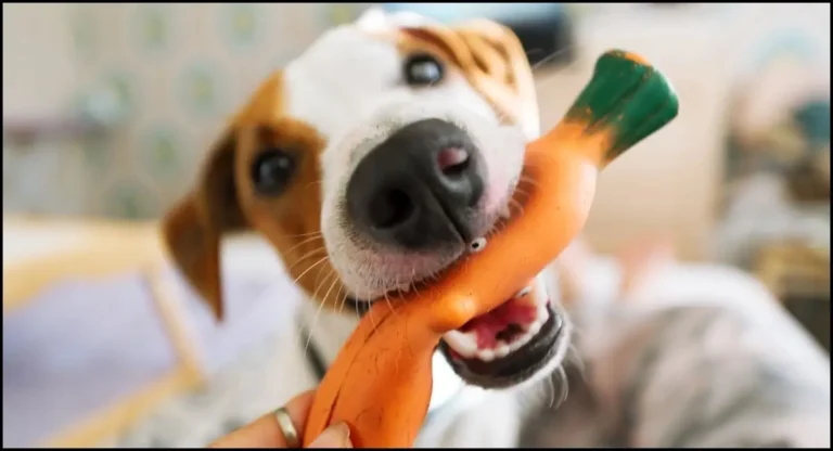 Can Dogs Eat Carrot Cake? 6 Benefits