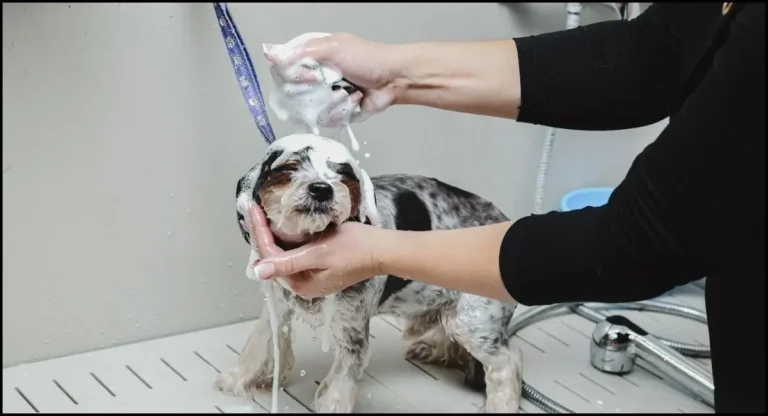 How To Wash A Dog Without A Bathtub? 5 Effective Methods