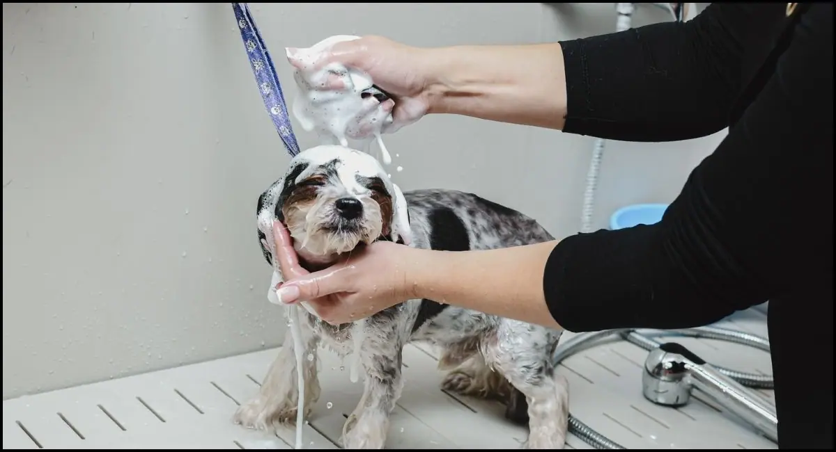 How To Wash A Dog Without A Bathtub?