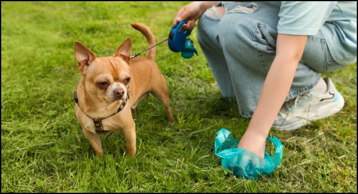 How to Get Dog Poop Off Shoes