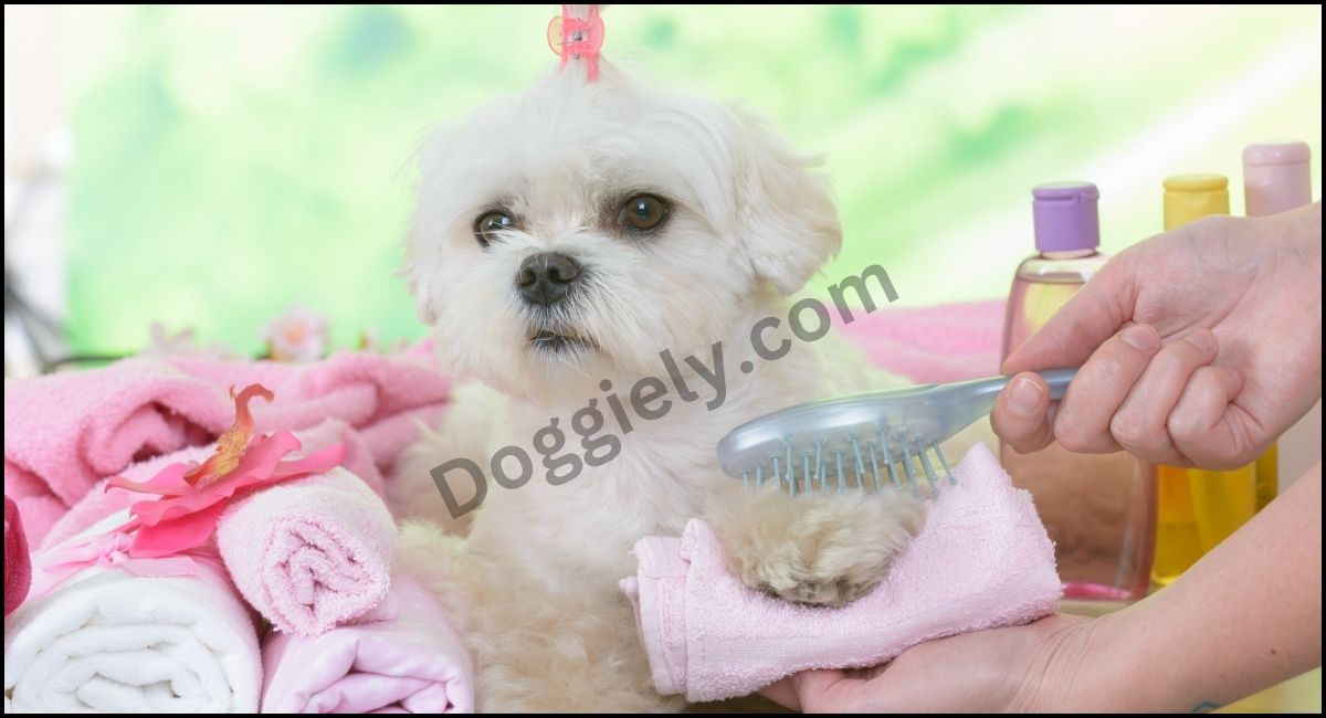 Best Shampoo And Conditioner For Maltese Dogs