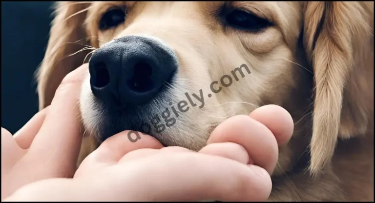 Why Does My Dog Put His Paw On My Face? 6 Reasons
