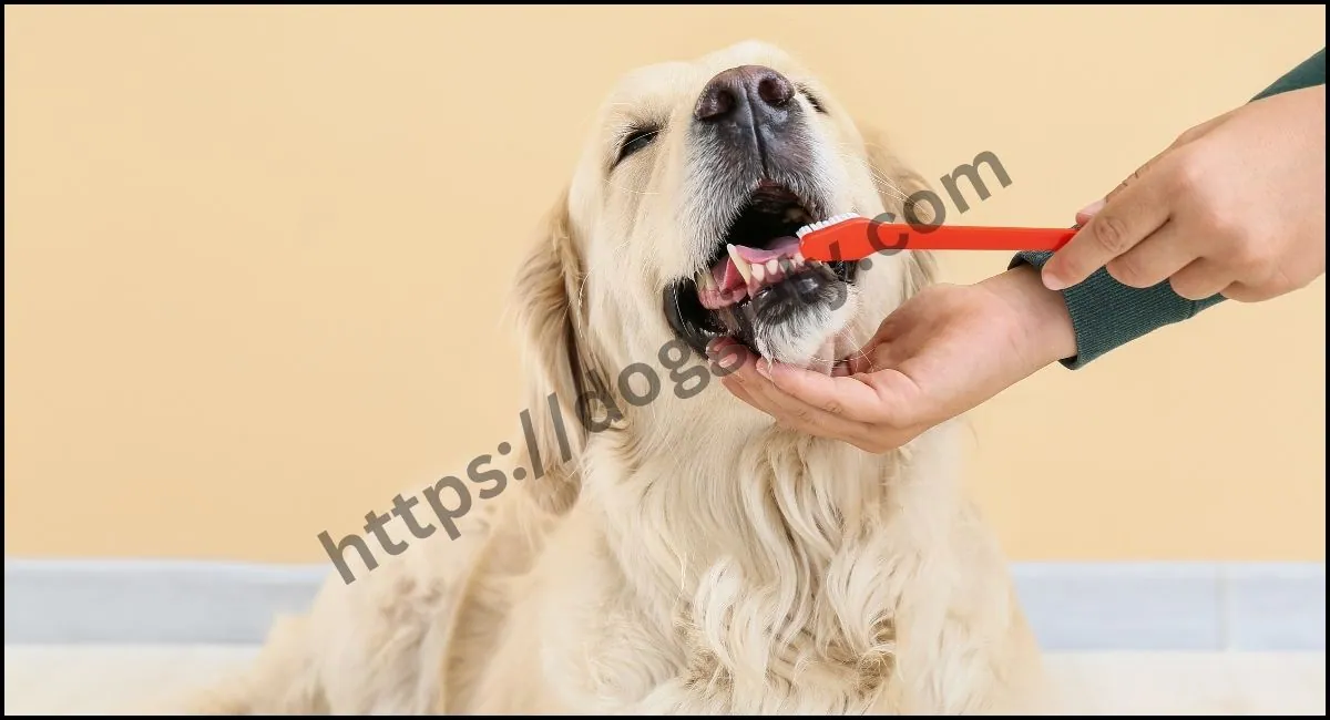 How often to brush dog teeth?