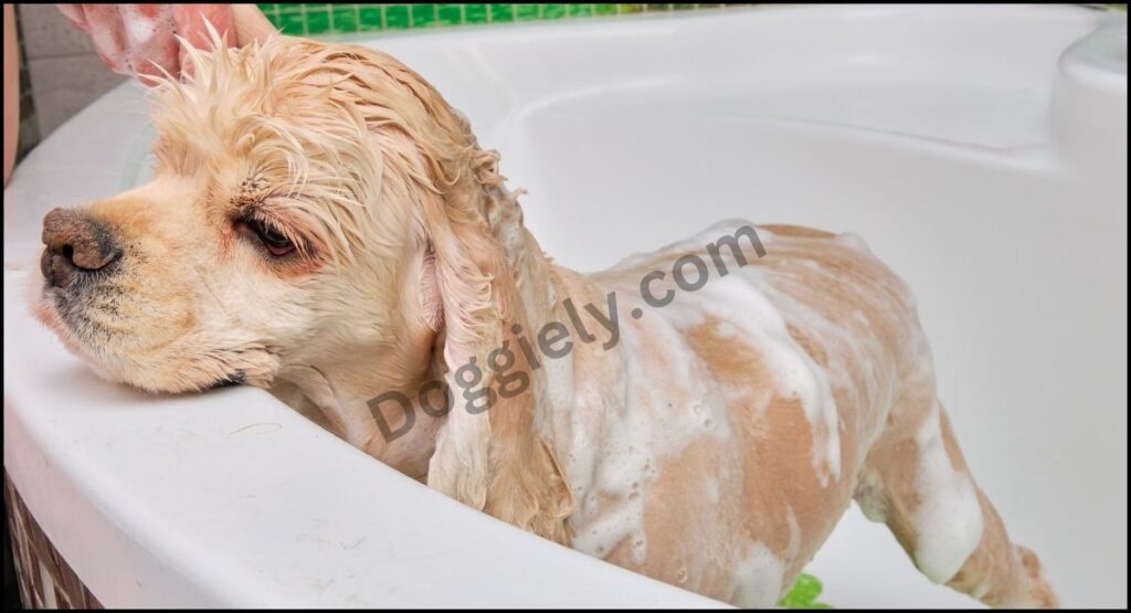 Best dog shampoo for Pitbulls 