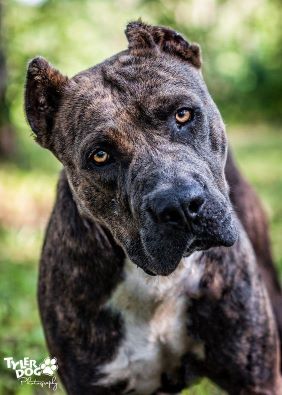 Top 20 Cane Corso Mix Breeds You’ll love to know