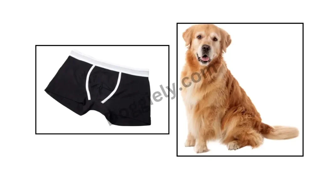 Why Does My Dog Eat My Underwear? 