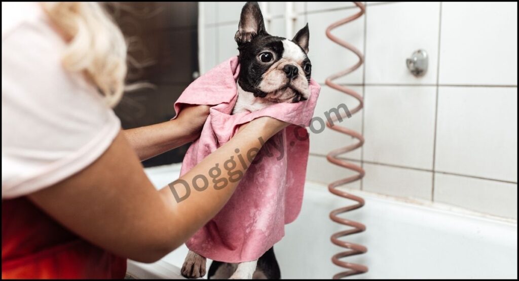 Best Shampoo And Conditioner For Maltese Dogs