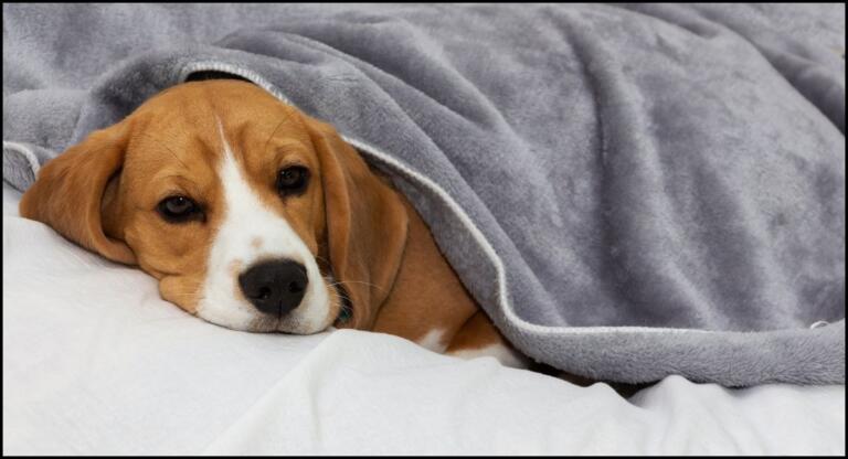 8 Best Dog Beds Under $50 In 2024