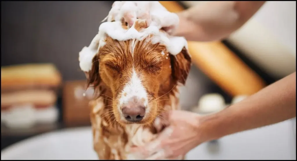 How To Wash A Dog Without A Bathtub?