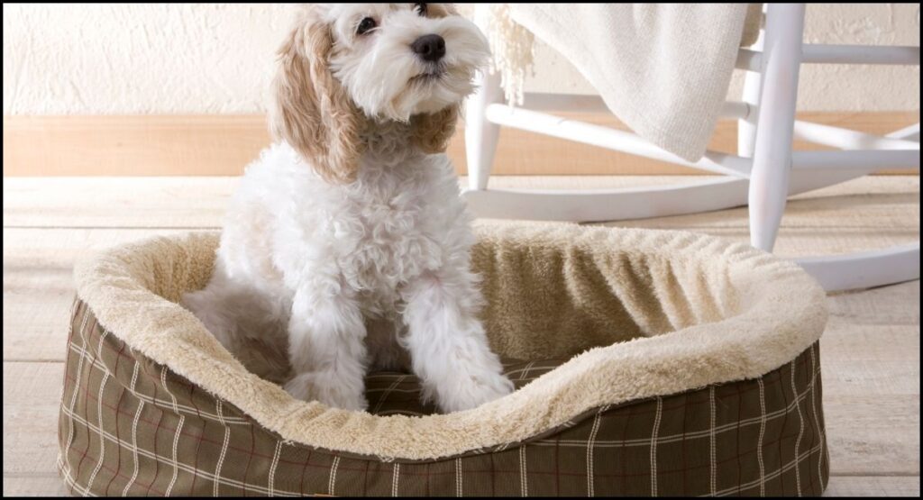 How to Clean Dog Bed Foam
