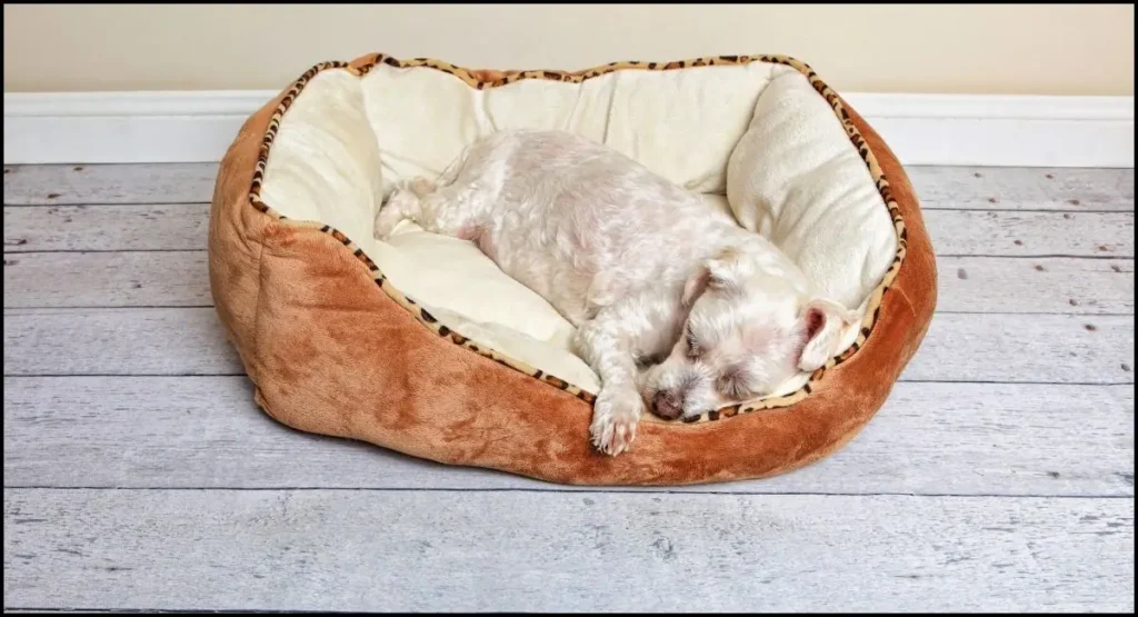 how to clean a dog bed without a removable cover